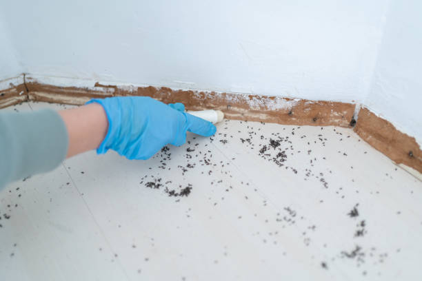 Best Best Pest Control Companies  in Walton, KY